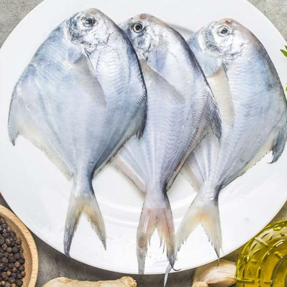 White Medium size Pomfret fish